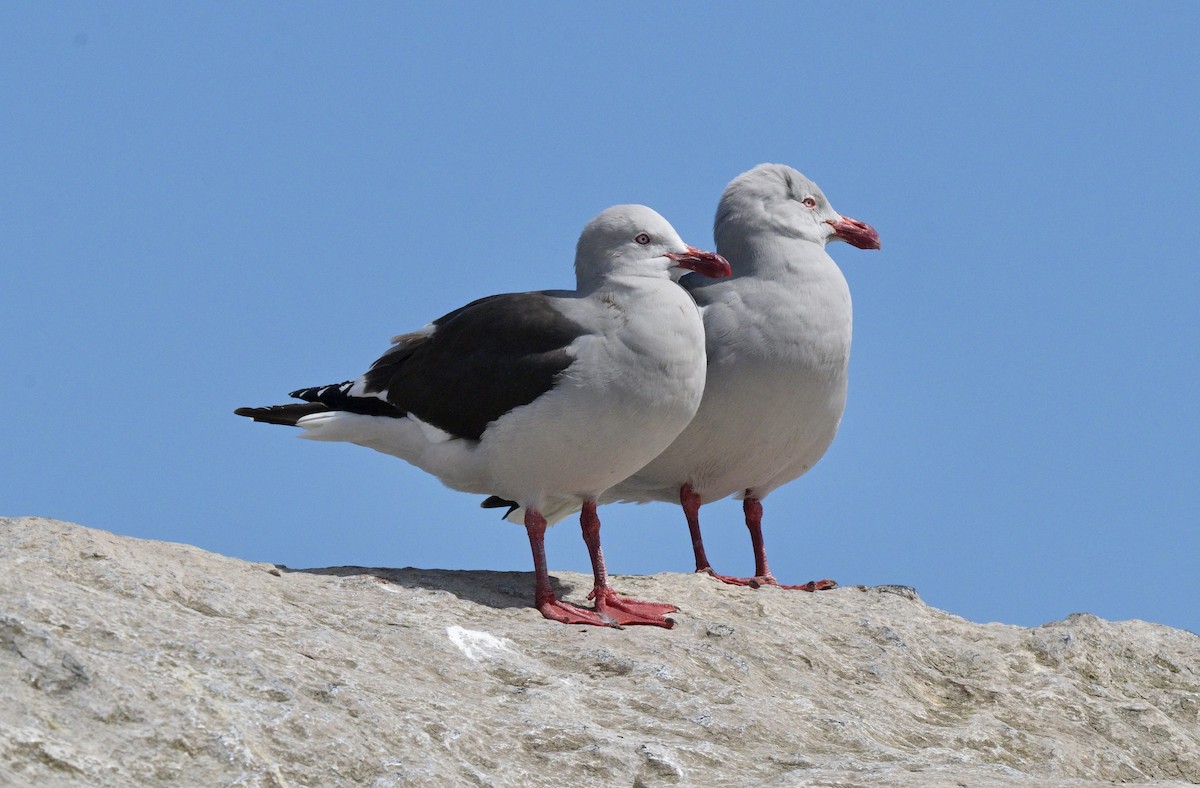 Dolphin Gull - ML626227632