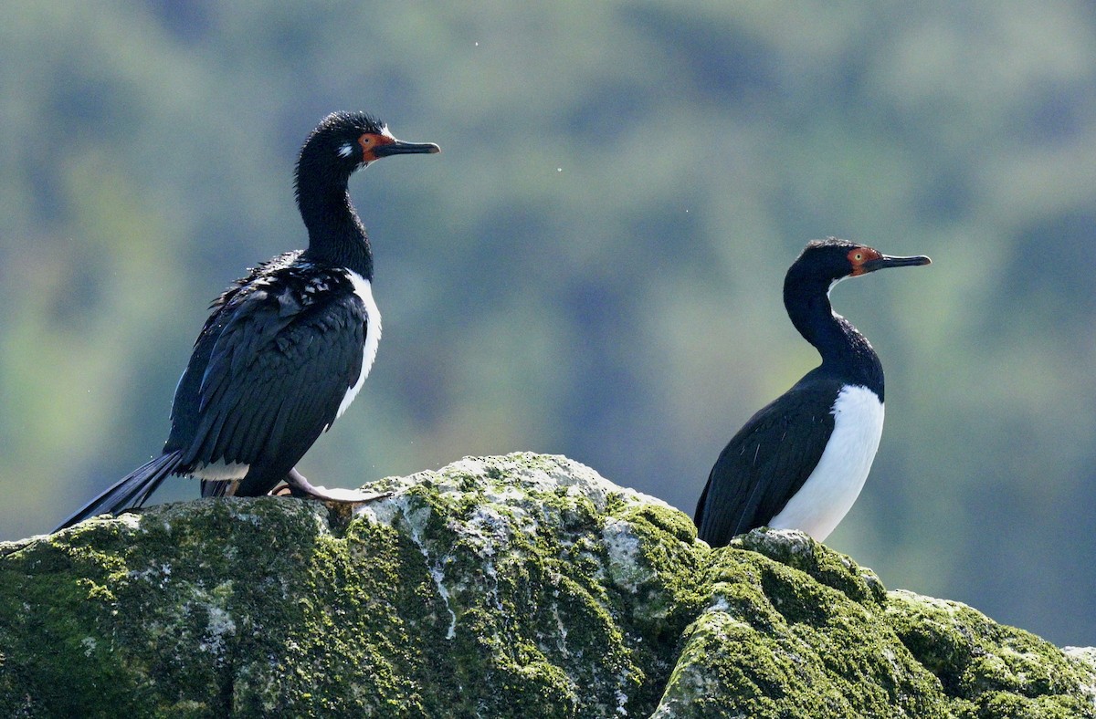 Magellanic Cormorant - ML626227660