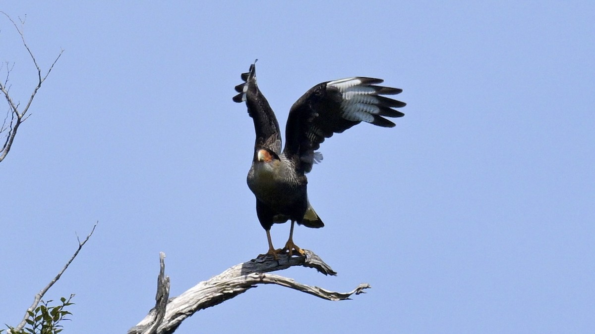 Crested Caracara - ML626227696