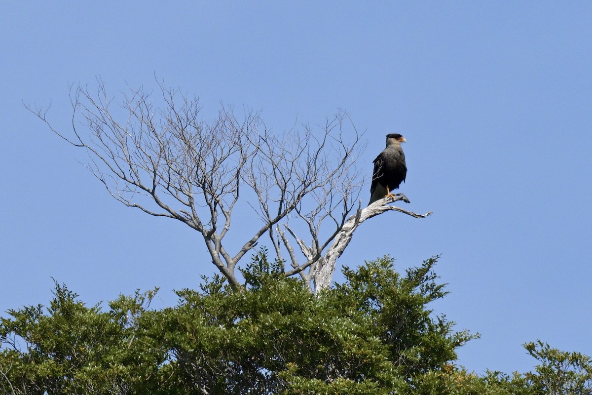 Crested Caracara - ML626227697