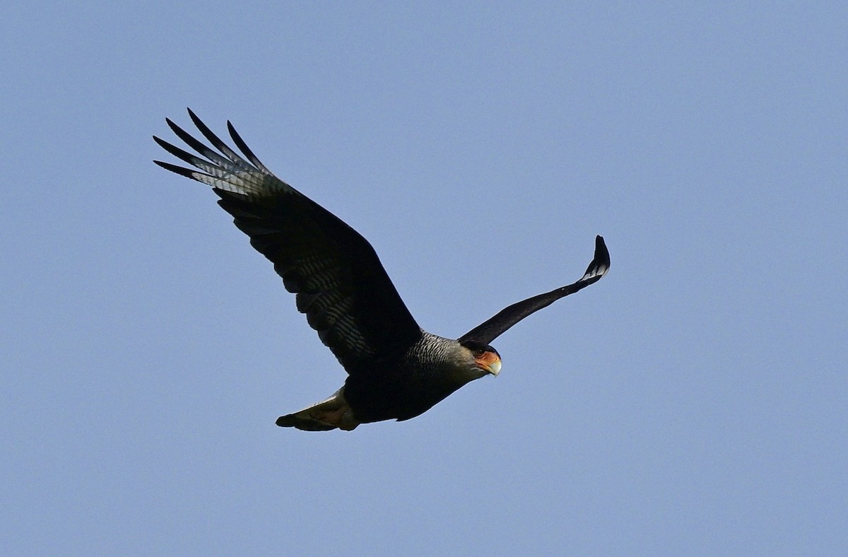 Crested Caracara - ML626227698