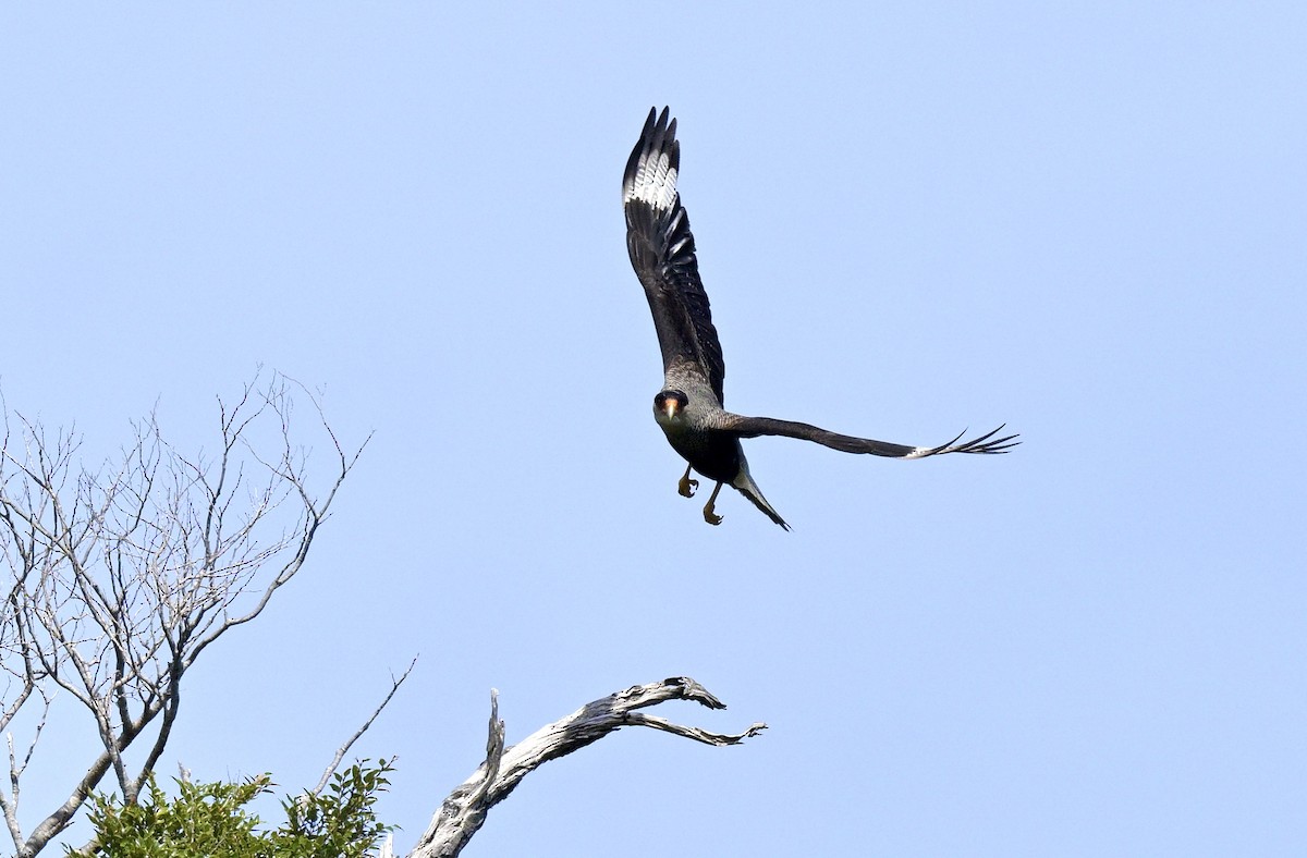 Crested Caracara - ML626227699