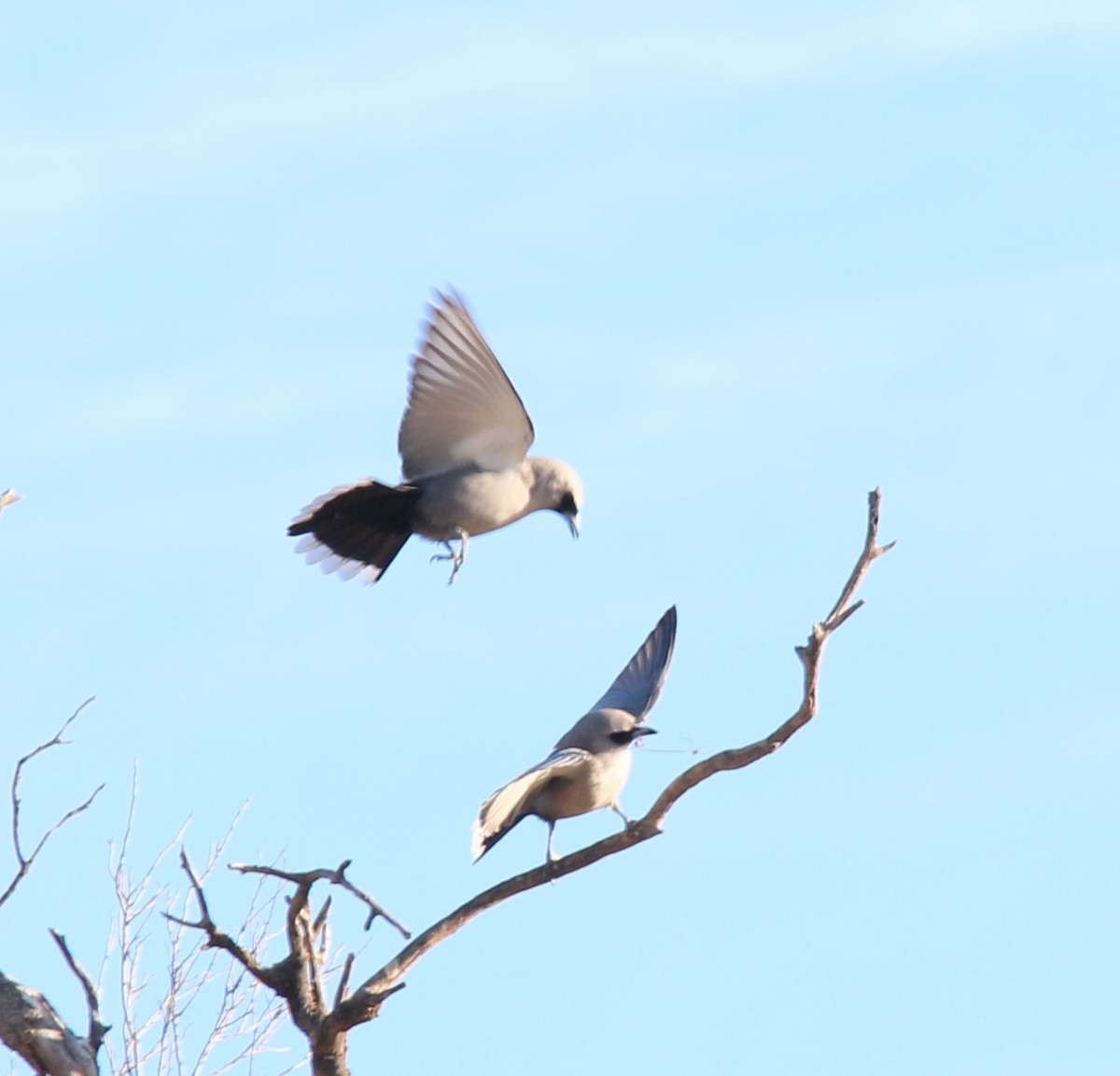 Black-faced Woodswallow - ML626227748