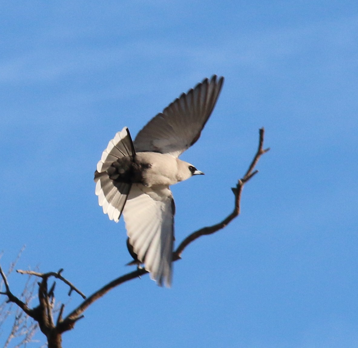 Black-faced Woodswallow - ML626227749