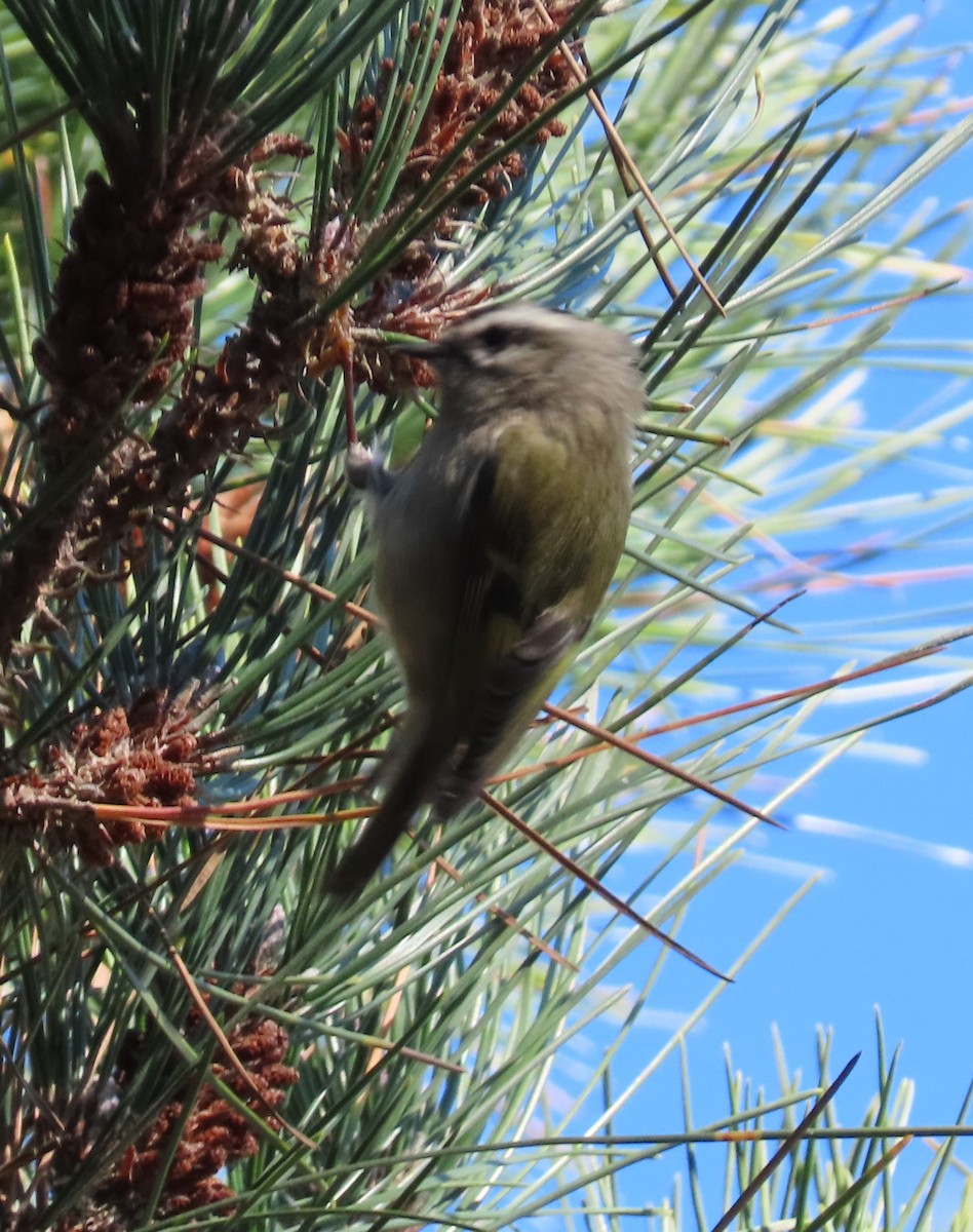 Golden-crowned Kinglet - ML626227872