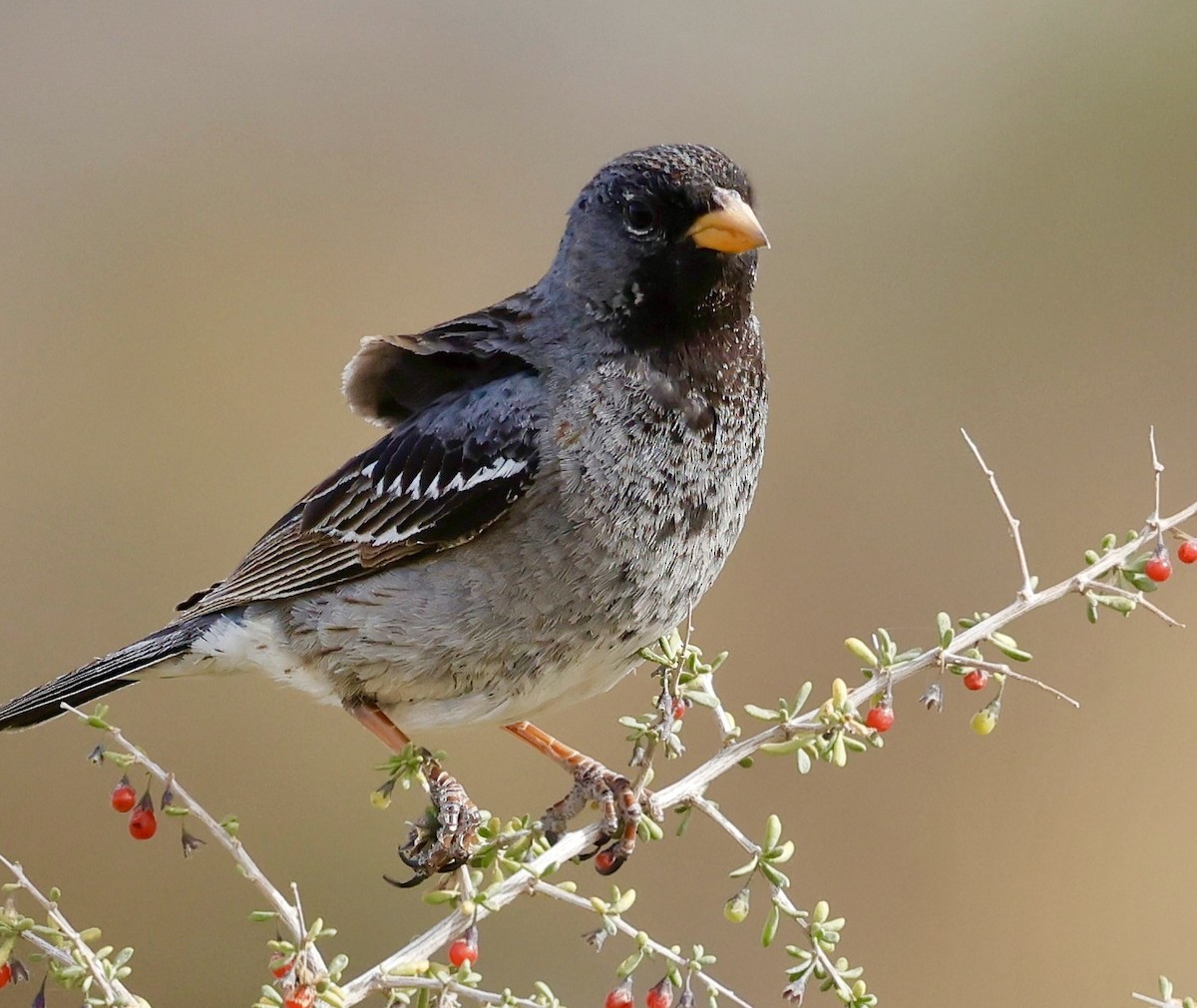 Mourning Sierra Finch - ML626227937