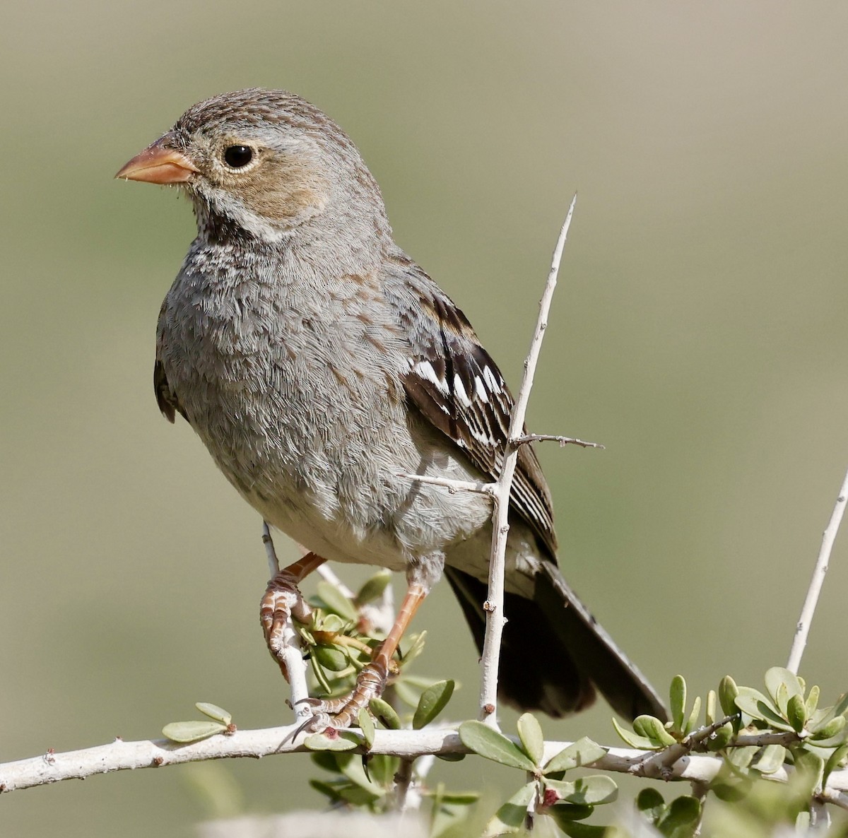 Mourning Sierra Finch - ML626227938