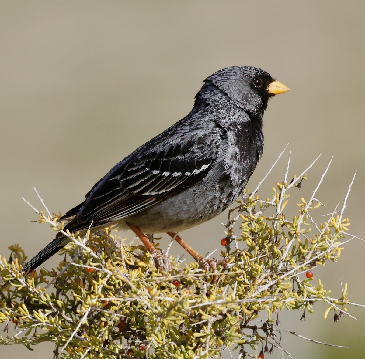 Mourning Sierra Finch - ML626227939