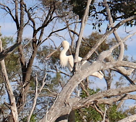 Yellow-billed Spoonbill - ML626227978
