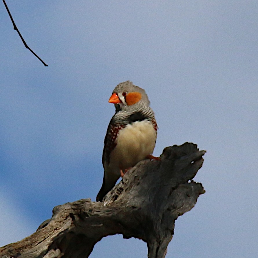Zebra Finch (Australian) - ML626228006