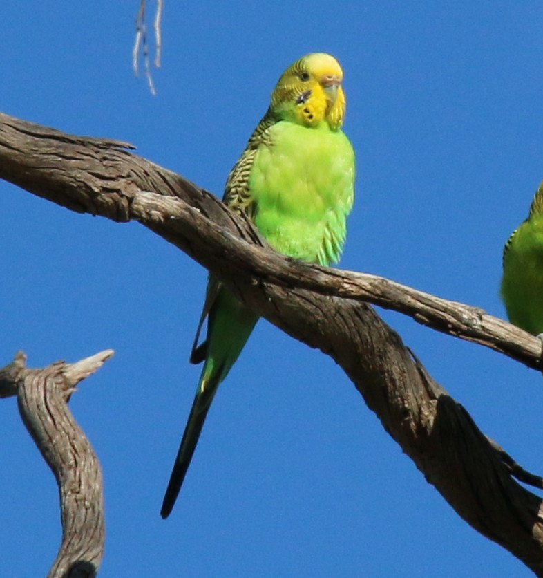 Budgerigar - ML626228028