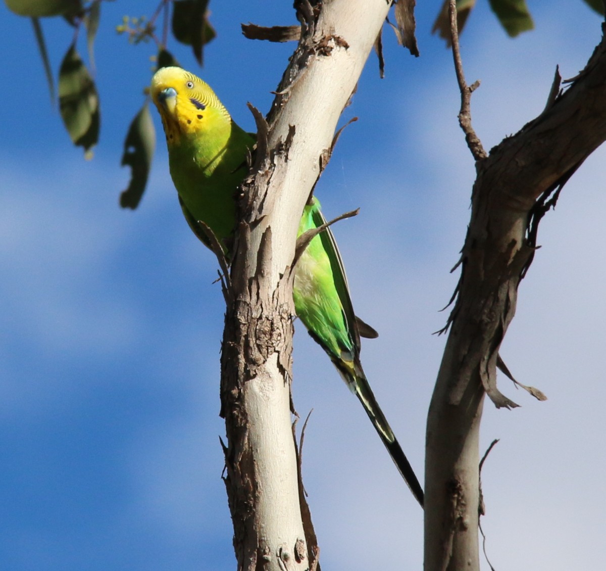 Budgerigar - ML626228029