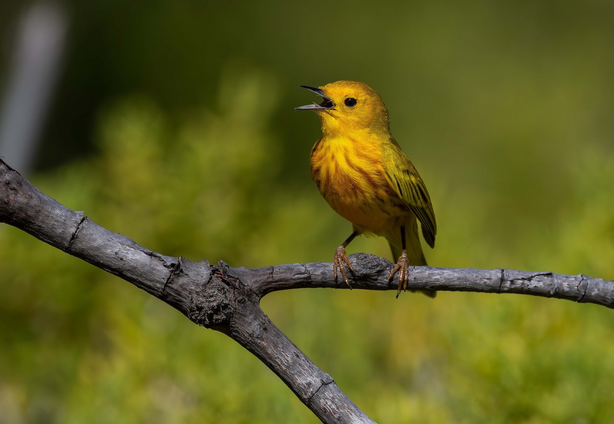 Northern/Mangrove Yellow Warbler - ML626228153