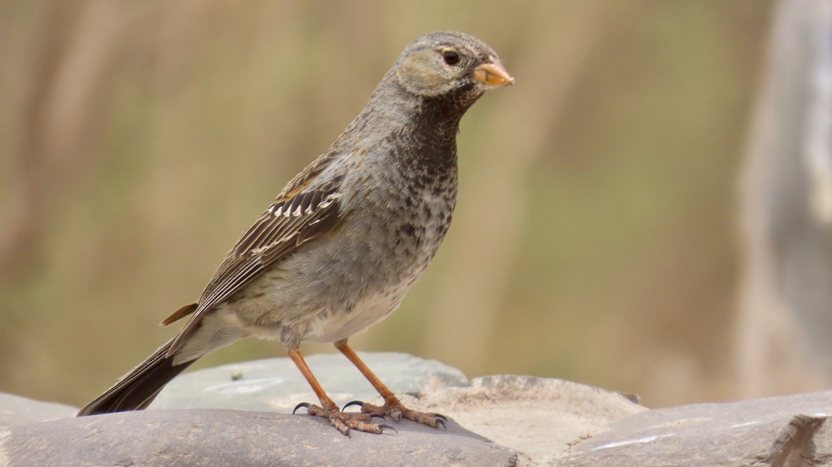 Mourning Sierra Finch - ML626228203