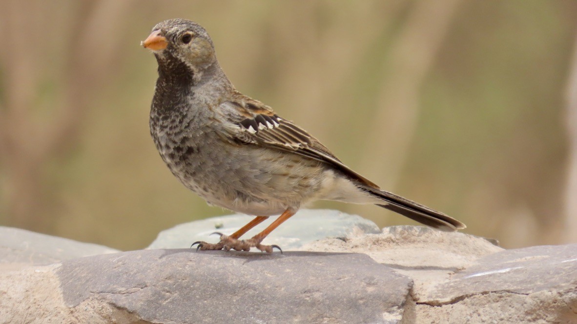 Mourning Sierra Finch - ML626228217