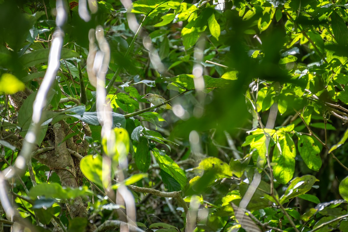 Yellow-green Vireo - ML626228345