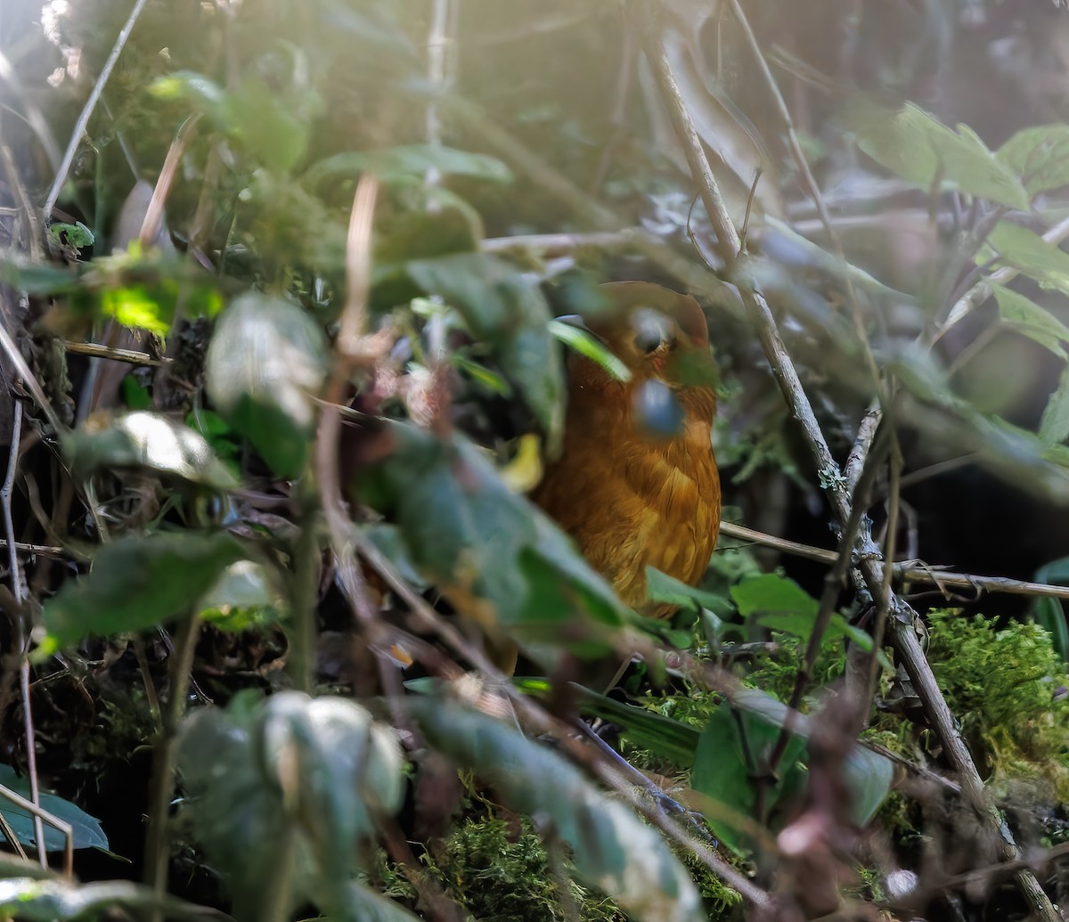 Chachapoyas Antpitta - ML626228436