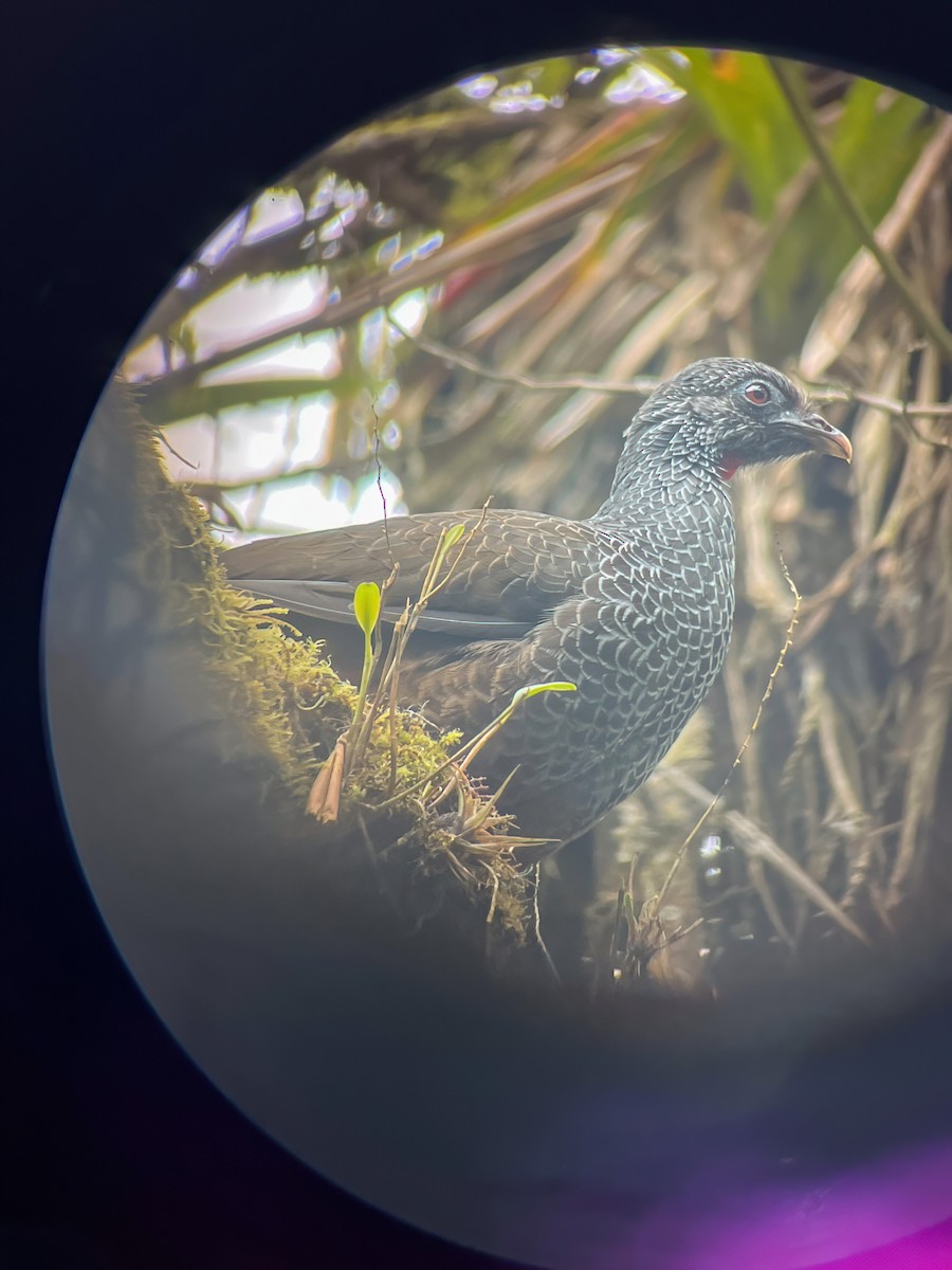 Andean Guan - ML626228452