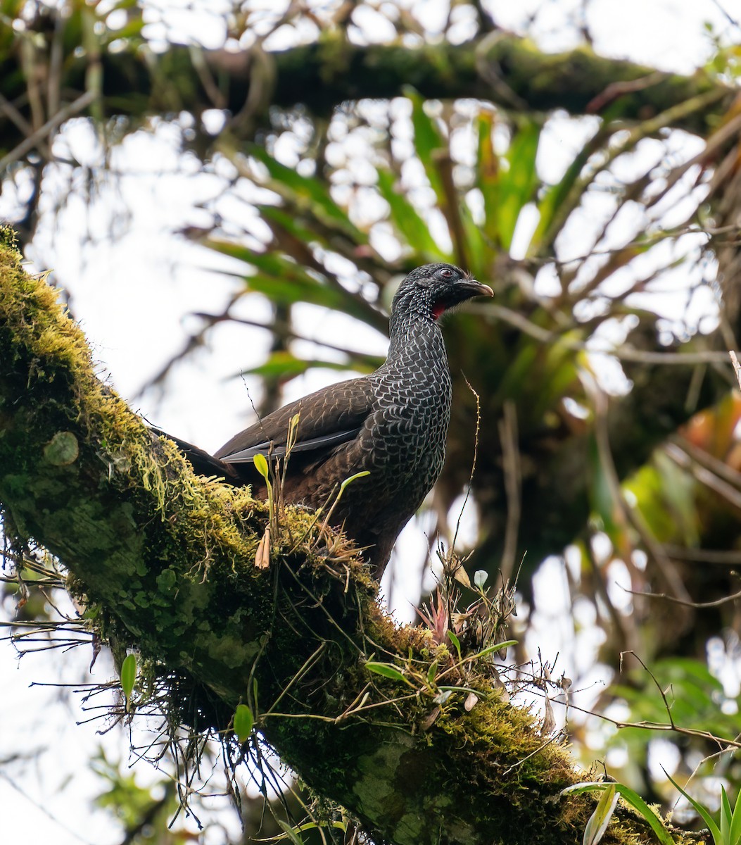 Andean Guan - ML626228453