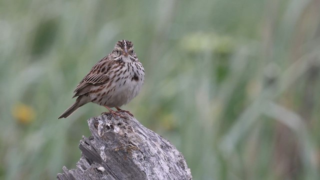 Savannah Sparrow - ML626228545