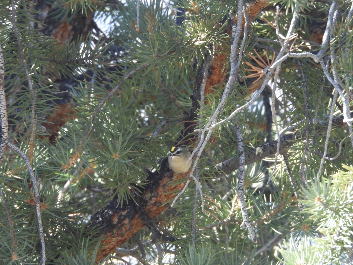 Golden-crowned Kinglet - ML626228830