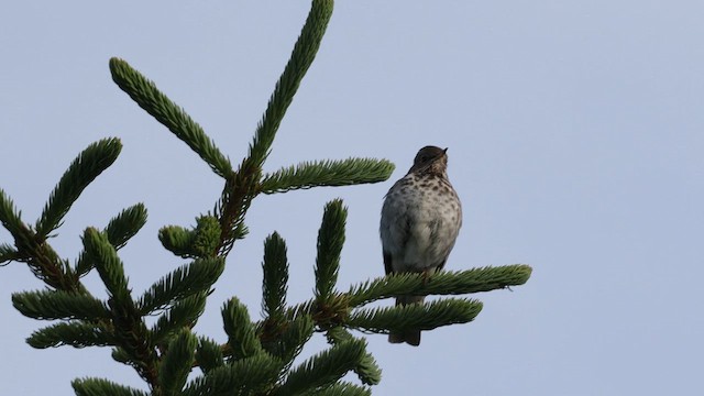 Hermit Thrush (guttatus Group) - ML626228837