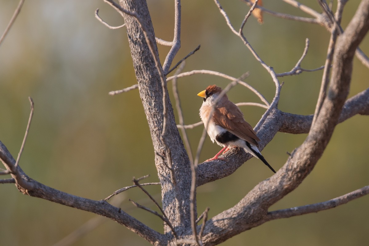 Masked Finch - ML626228845