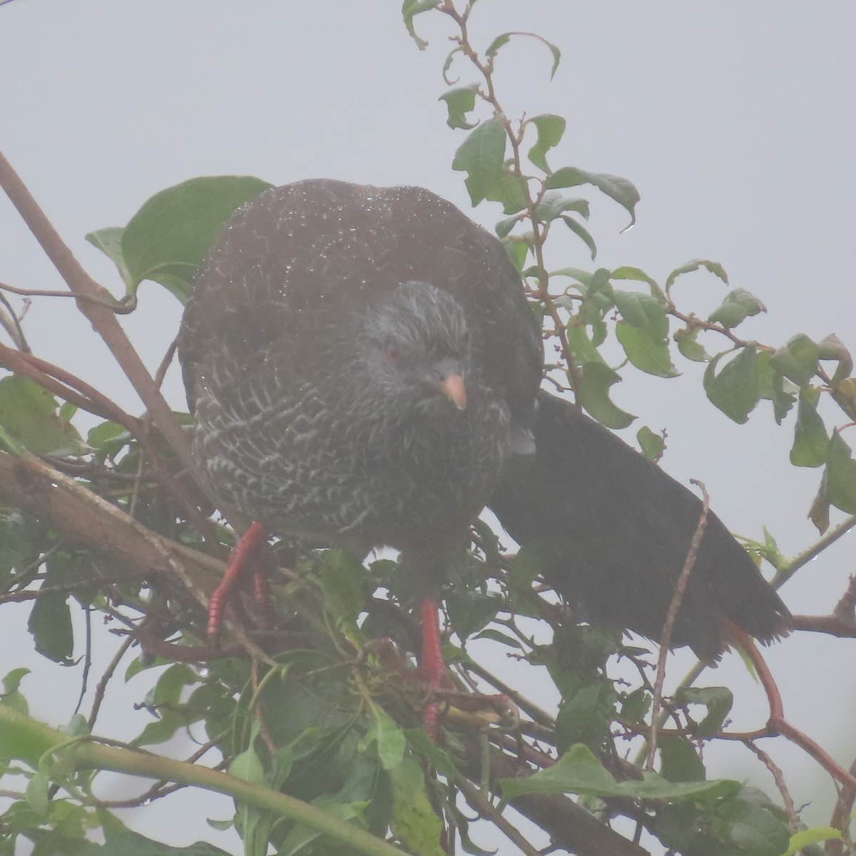 Andean Guan - ML626228879