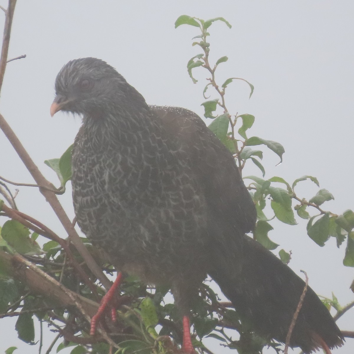 Andean Guan - ML626228880