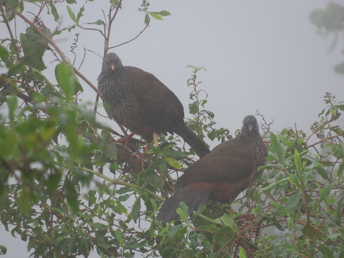 Andean Guan - ML626228881