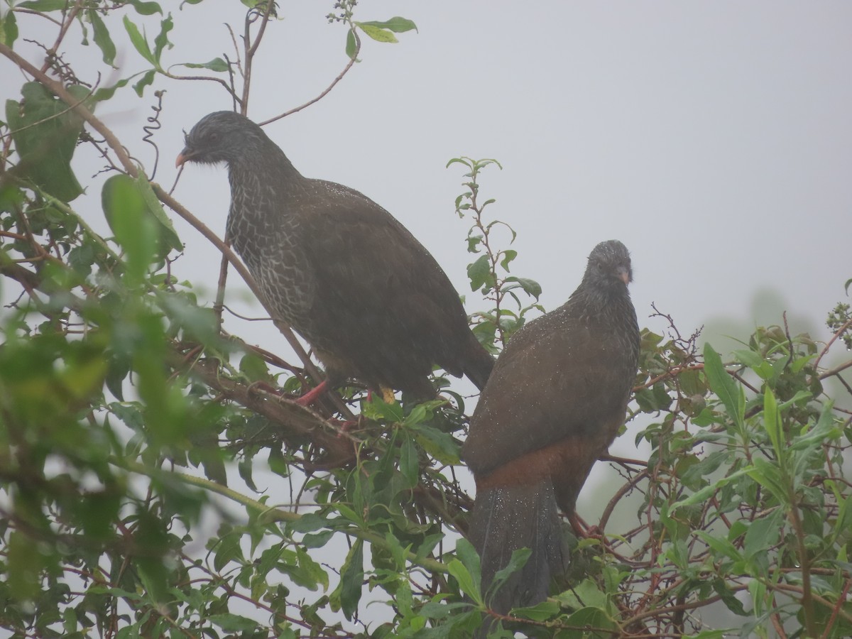 Andean Guan - ML626228882