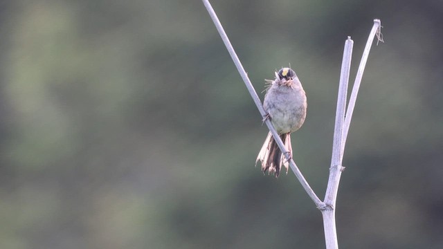 Golden-crowned Sparrow - ML626229008
