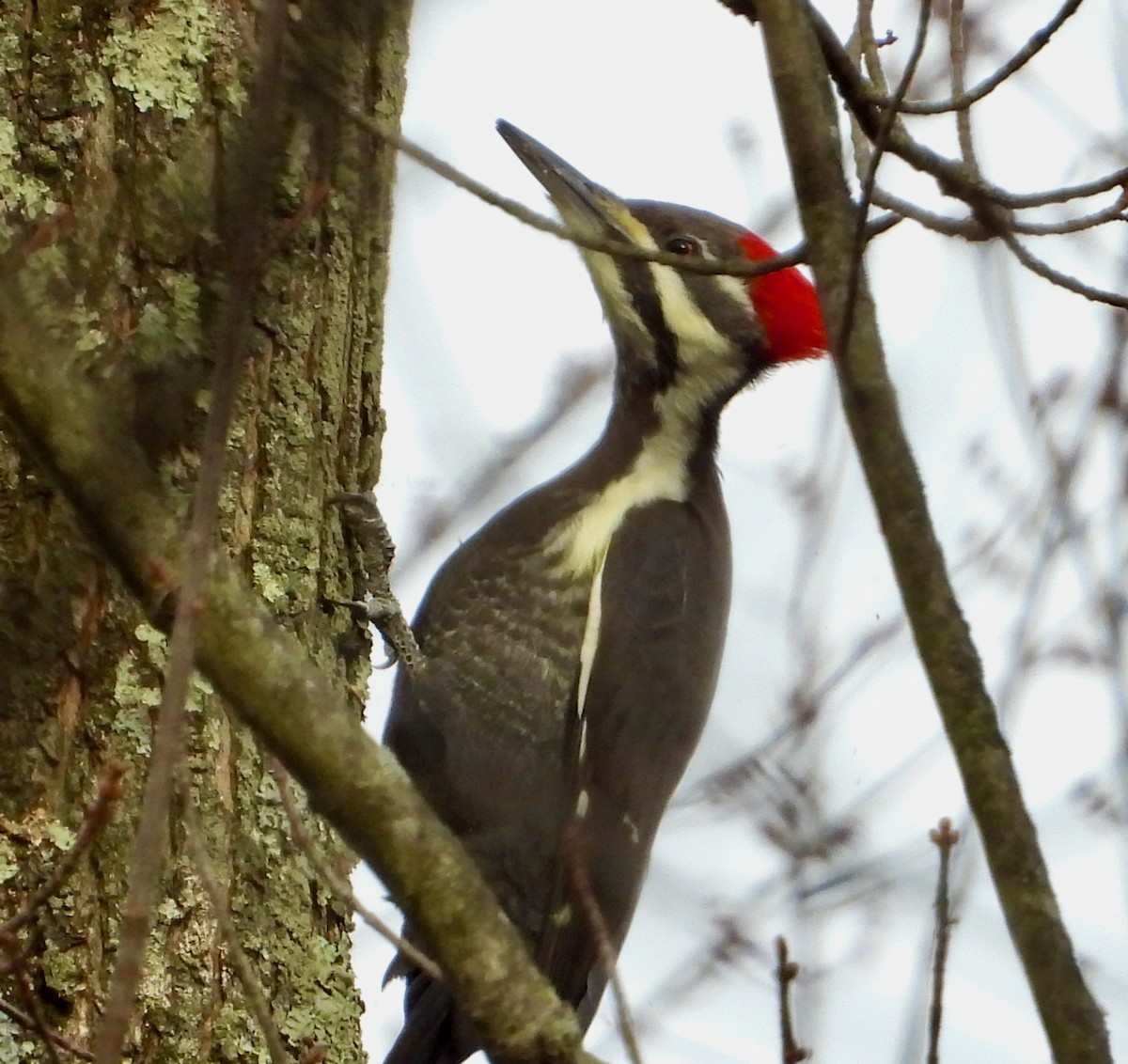 Pileated Woodpecker - ML626229143
