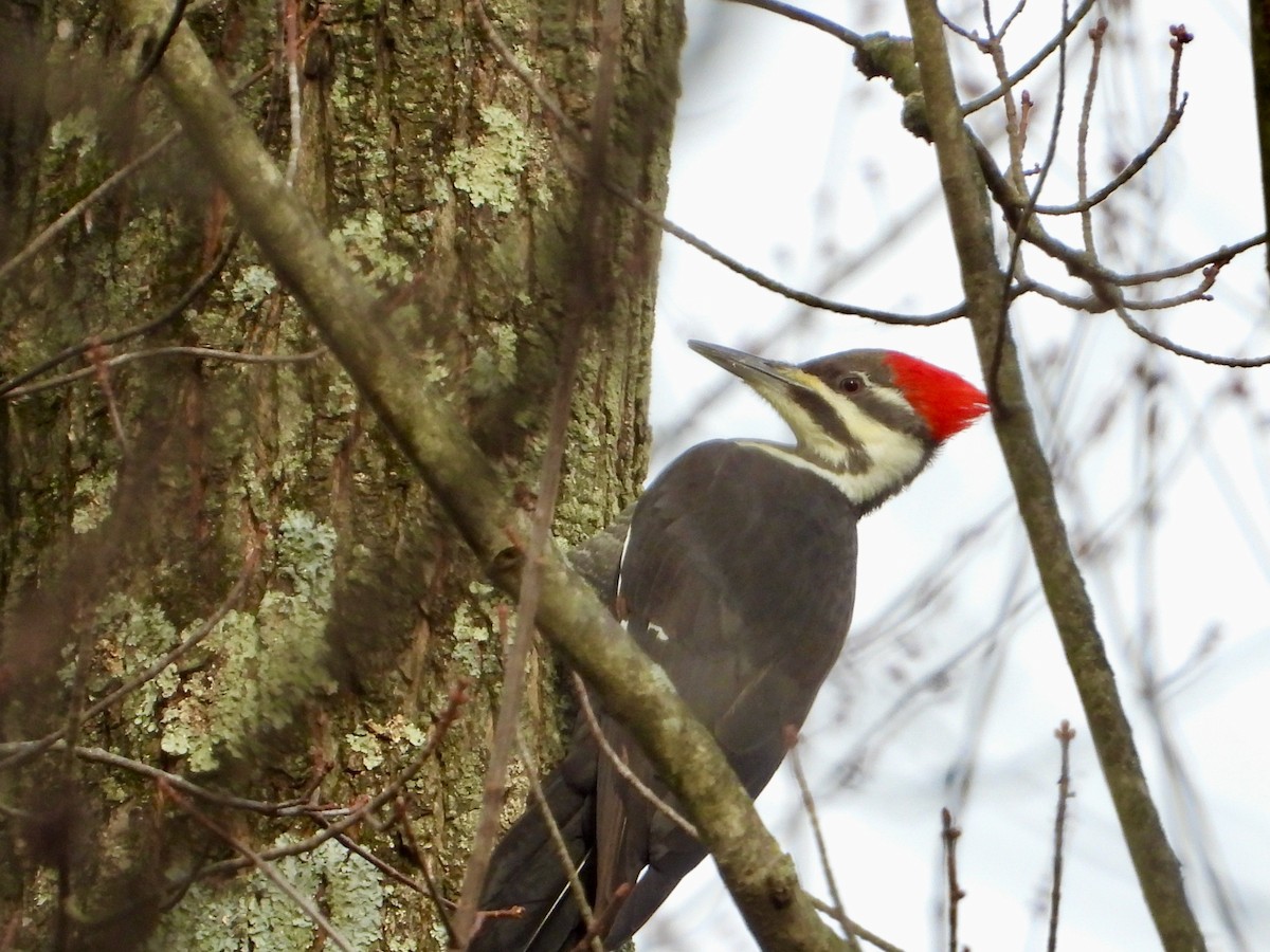 Pileated Woodpecker - ML626229144