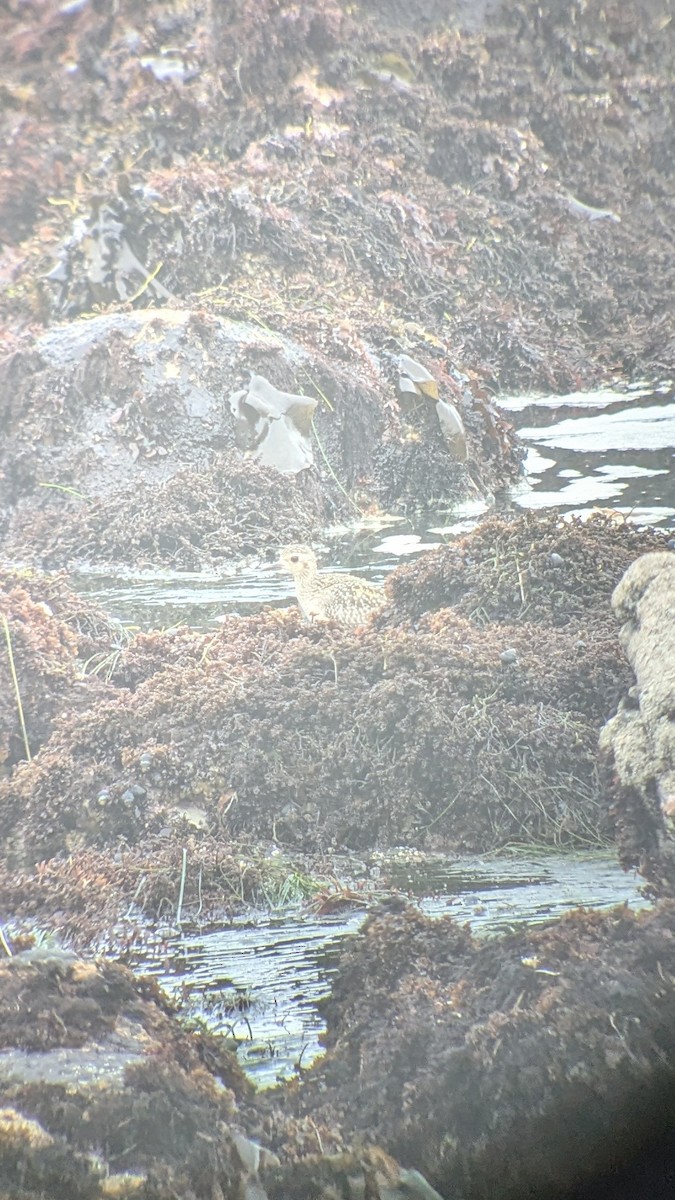 Pacific Golden-Plover - ML626229303