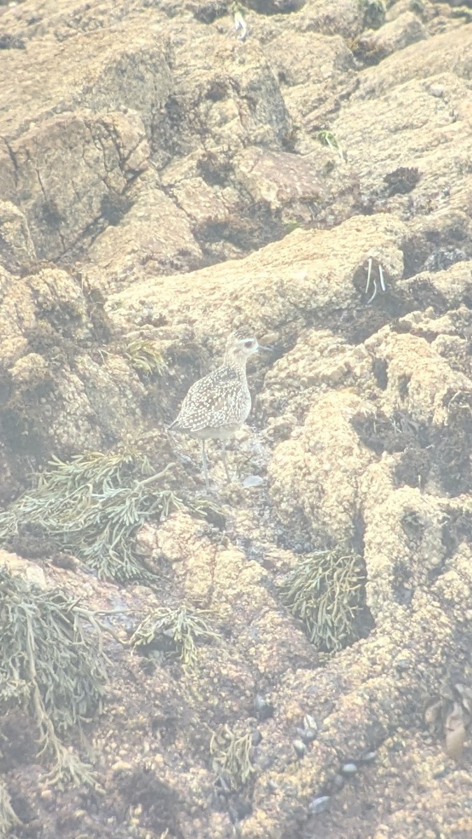 Pacific Golden-Plover - ML626229308