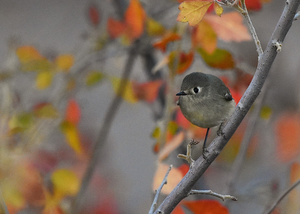 Ruby-crowned Kinglet - ML626229345