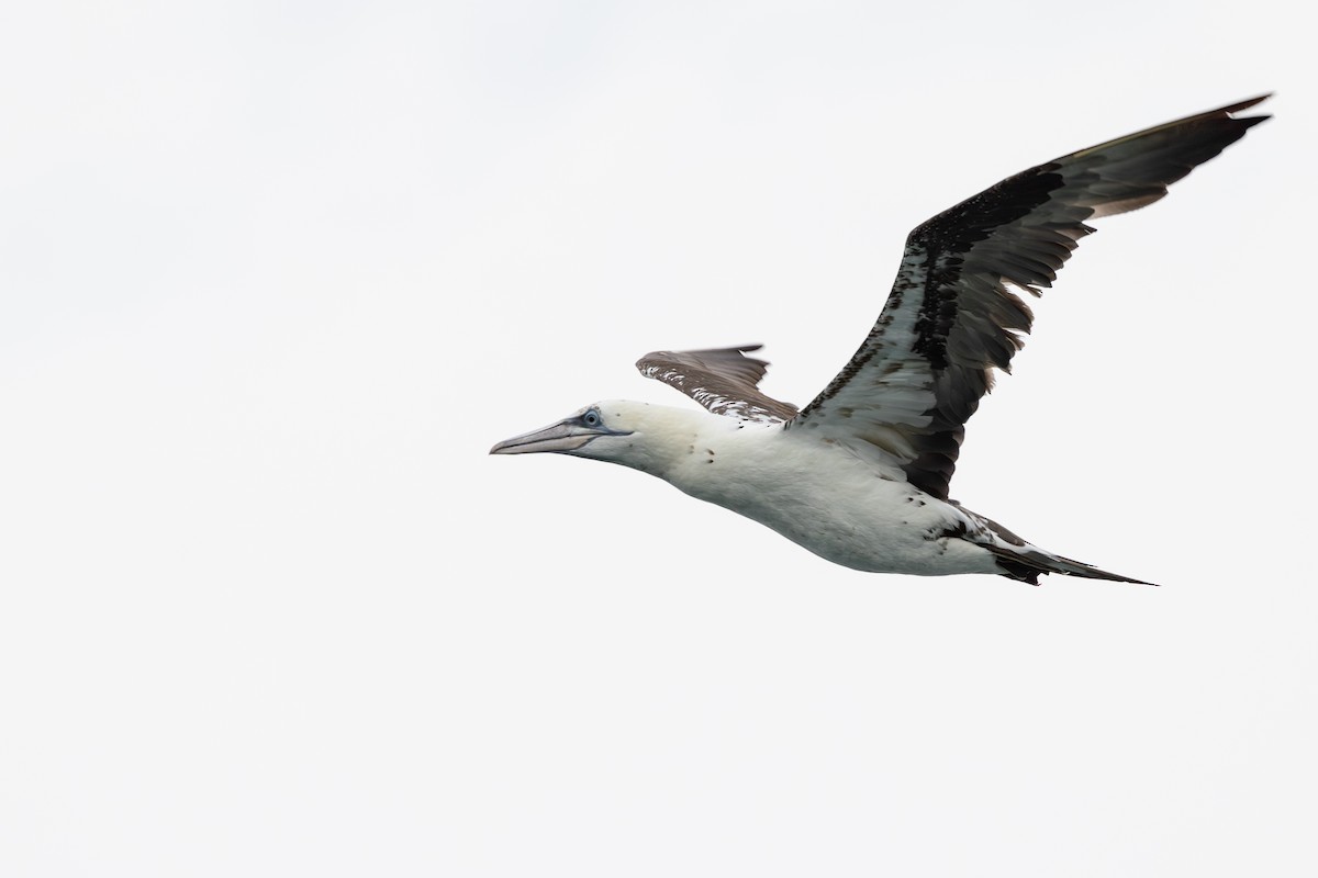 Northern Gannet - ML626229631