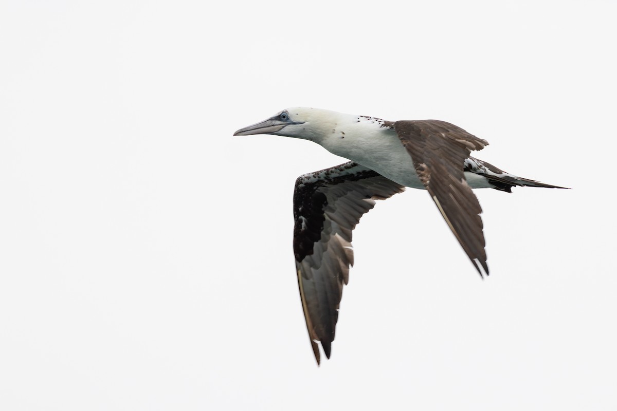 Northern Gannet - ML626229632