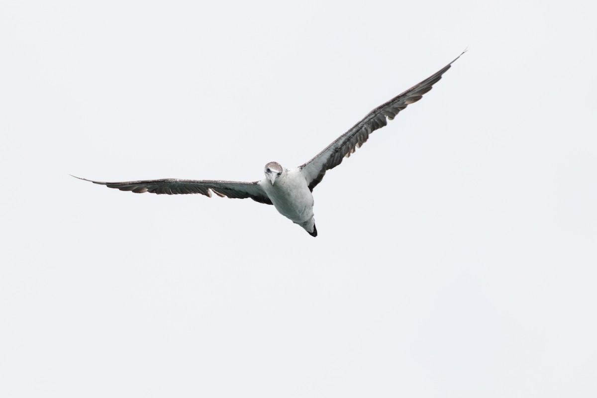 Northern Gannet - ML626229633