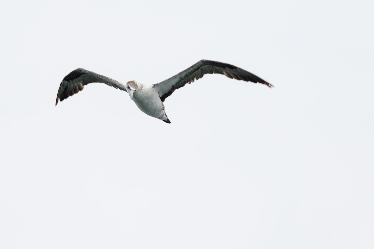 Northern Gannet - ML626229634