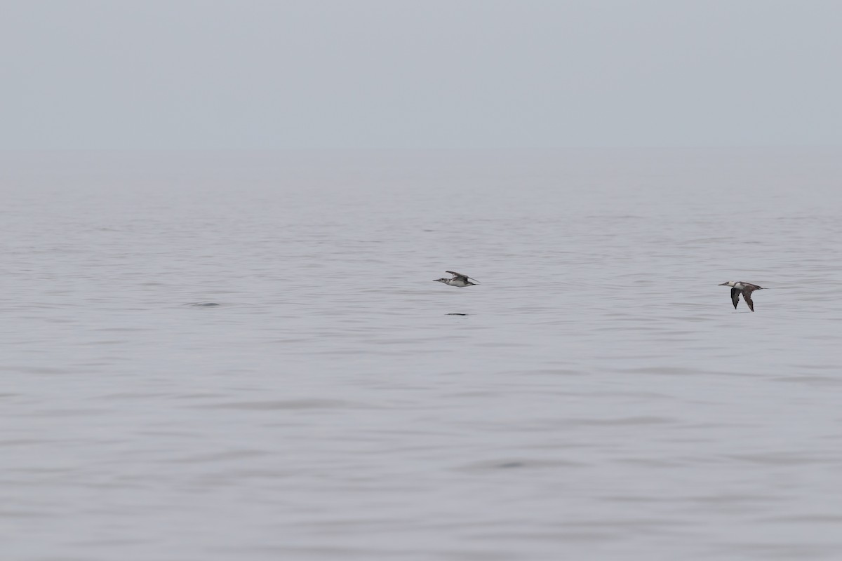 Northern Gannet - ML626229637