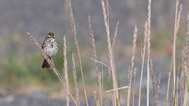 Savannah Sparrow - ML626229640