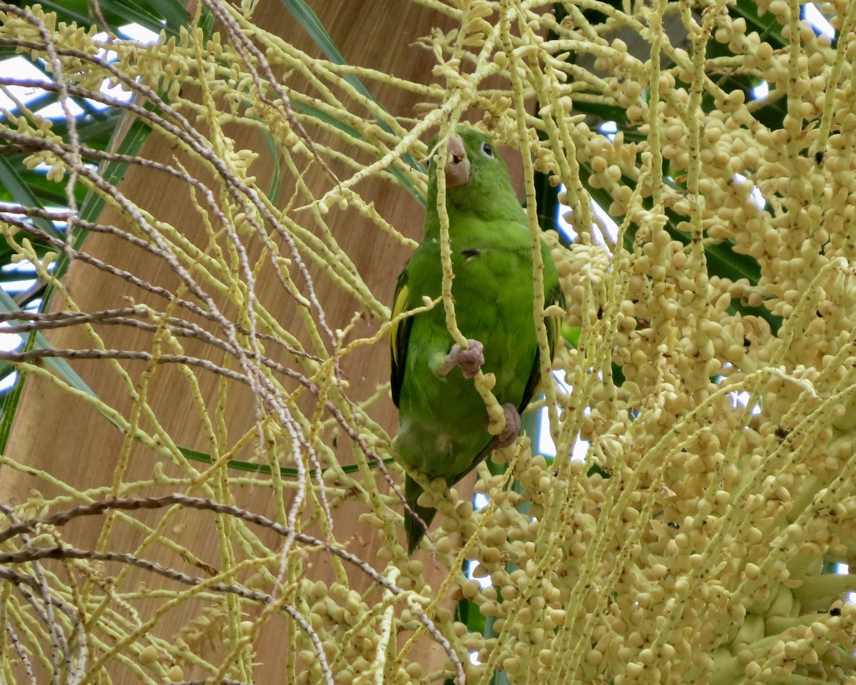 Yellow-chevroned Parakeet - ML626229708