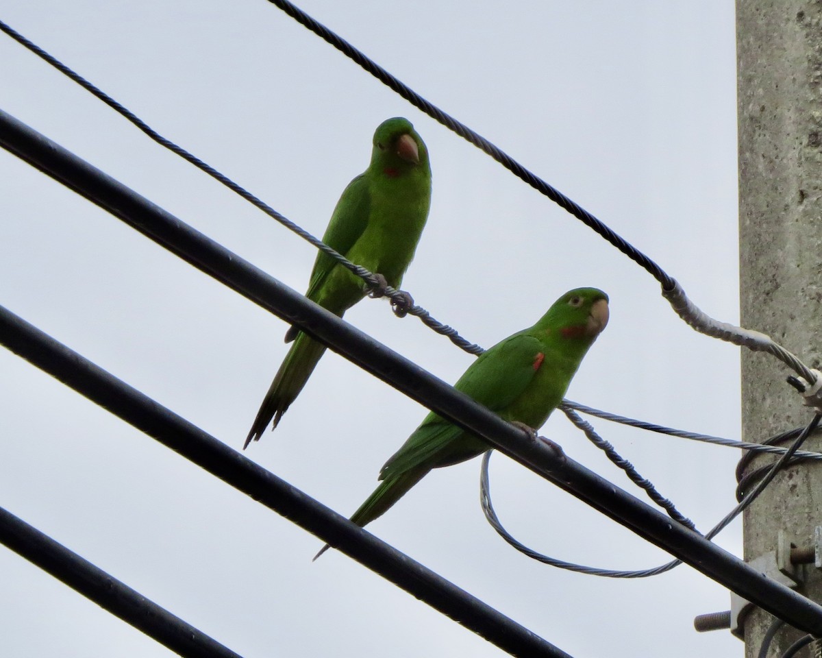 White-eyed Parakeet - ML626229717