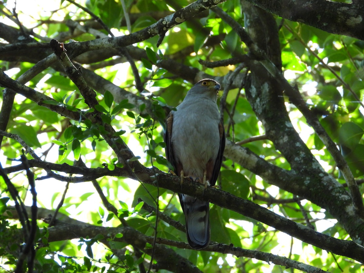 Bicolored Hawk - ML626229721