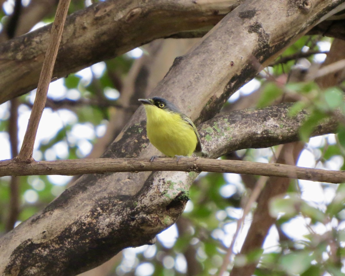 Common Tody-Flycatcher - ML626229751