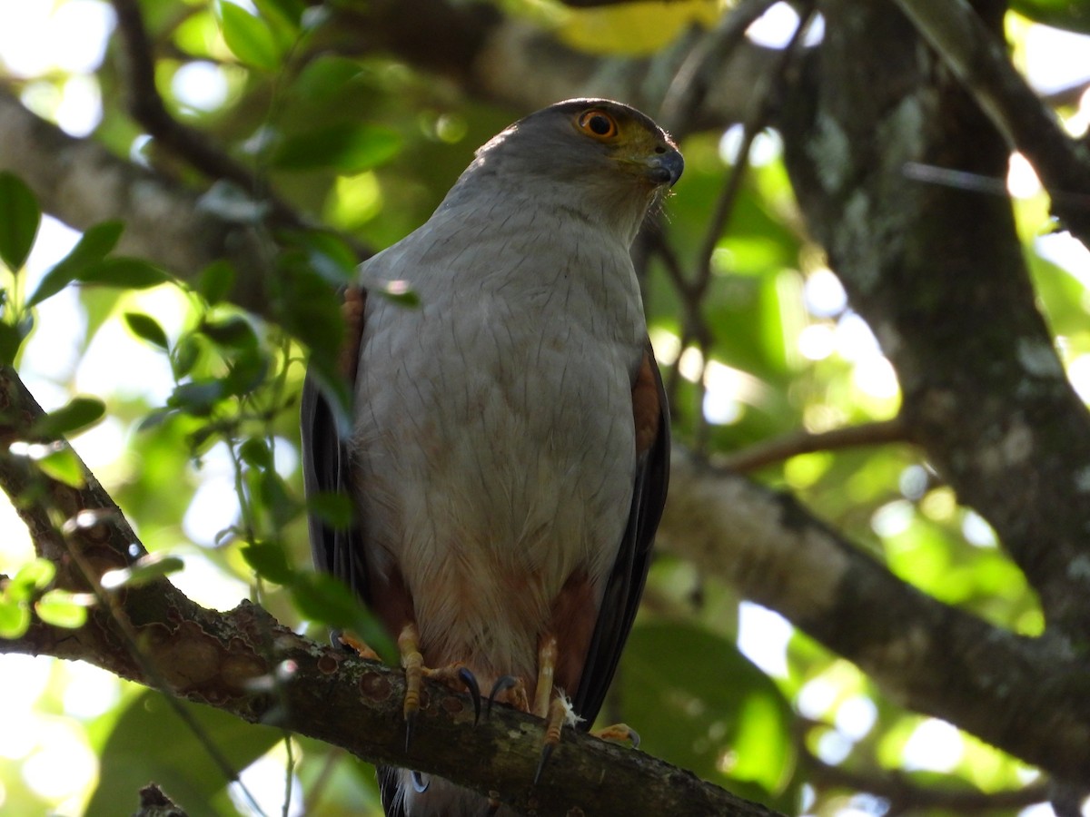 モモアカハイタカ - ML626229756