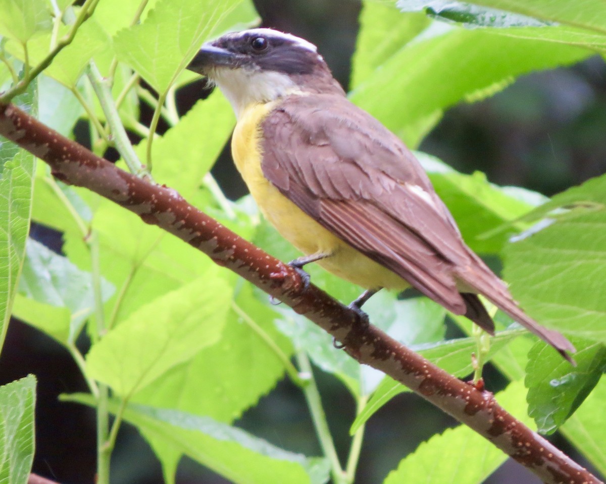 Boat-billed Flycatcher - ML626229836