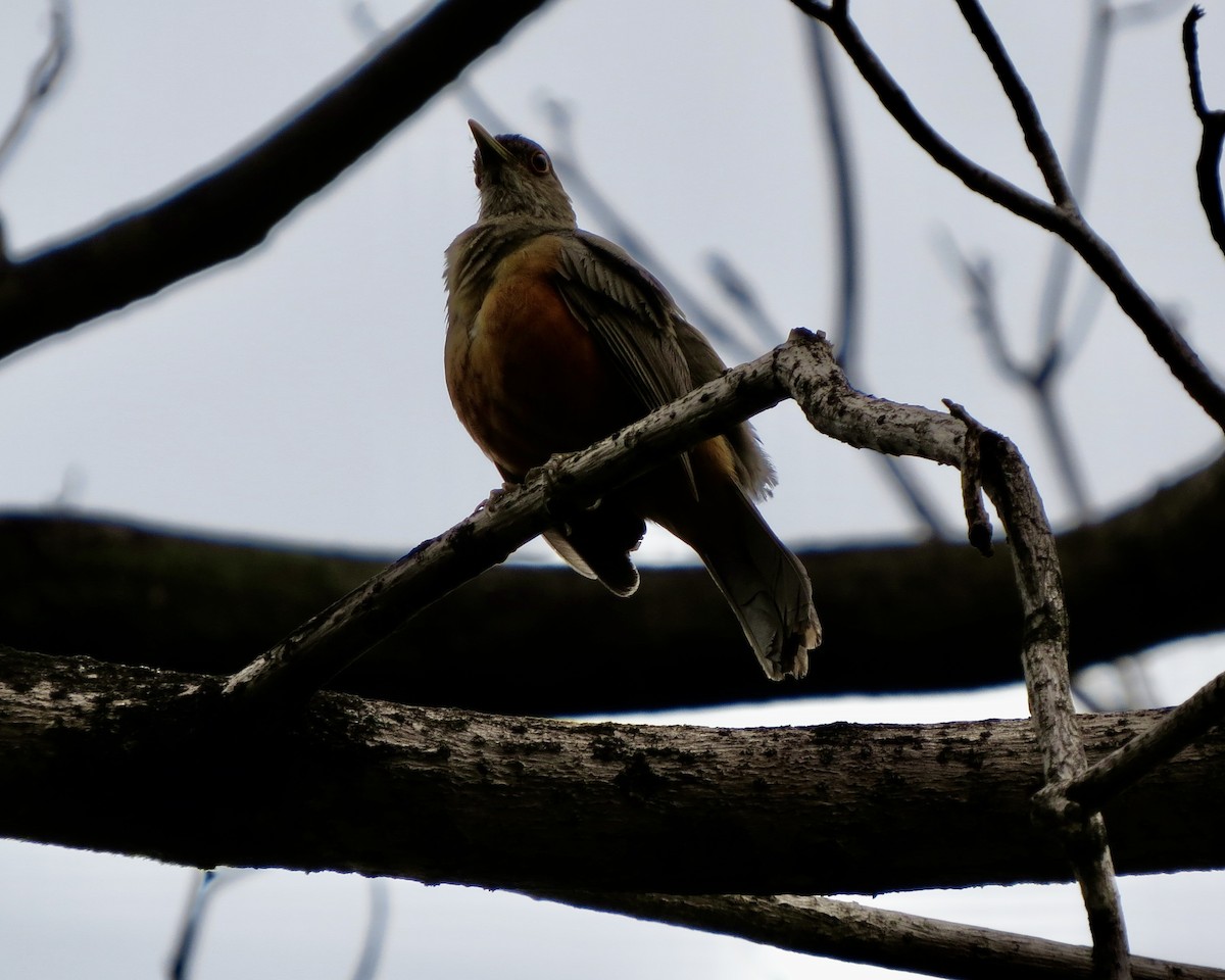 Rufous-bellied Thrush - ML626229854